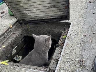 跨年煙火聲嚇跑毛孩 飼主慎防走失 寵物遊蕩恐挨罰1.5萬