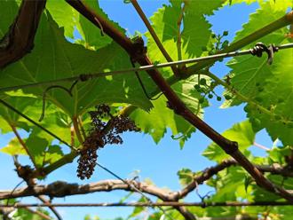 史上最暖！台灣2024年均溫創新高 8測站破最高溫紀錄