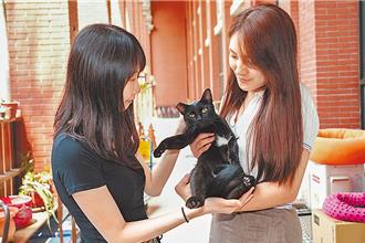 農業部4大新政策元旦上路 家貓須寵物登記