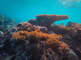 紀念毛孩新選擇 骨灰珊瑚礁助恢復海底生態