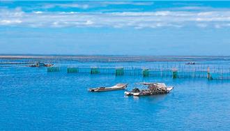 白金收入大翻轉 嘉義沿海鰻苗捕獲量大增5倍