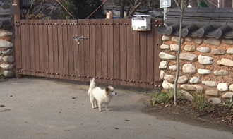 濟航空難三代九口罹難只剩牠　忠犬守候空屋盼主人歸