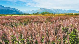 花蓮 新品種拚觀光 來賞仙草花海