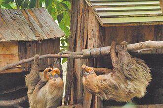 台北 天降樹獺砸頭 動物園加強巡檢