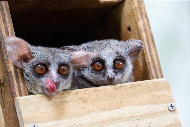 台北市立動物園31日宣布，2025年1月1日將5隻嬰猴於穿山甲館亮相。（台北市立動物園提供）