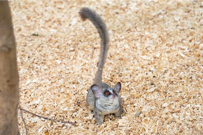 動物園說，嬰猴是透過林保署委辦的收容計畫來到園區。（台北市立動物園提供）
