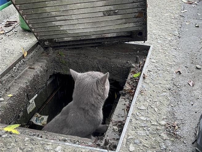 避免家中寵物貓犬被煙火驚嚇跑出家門，飼主應注意家中門窗是否做好防護，圖為動保處在水溝蓋救獲走失家貓。（圖／北市動保處）