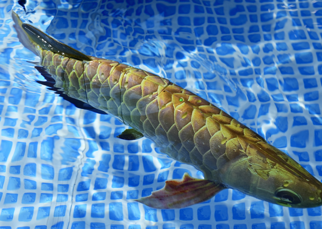 在北京軍博會上展出的金龍魚仿生機器人資料照。（中新社）