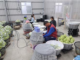 外銷品質獲認同！新增1367筆鳳梨釋迦果園通過陸方註冊