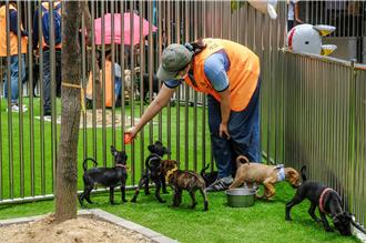 竹縣動保自治條例送備查 2原因遭農業部打槍