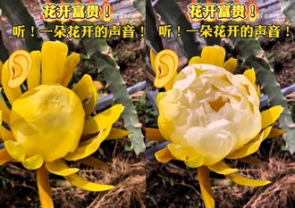 火龍果開花聲音就像「數鈔票」 陸網：這是致富的聲音
