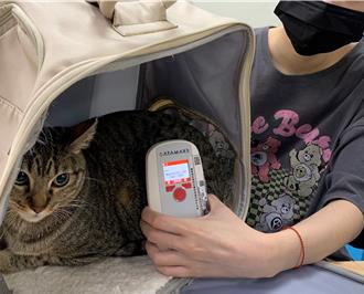 貓奴注意！新規上路 登記與植晶片全攻略看這裡