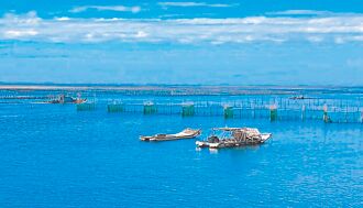 嘉縣 鰻苗捕獲增5倍 漁民豐收白金