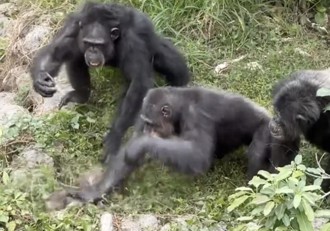 野生獼猴誤闖動物園 遭黑猩猩「圍毆致死」 園方回應