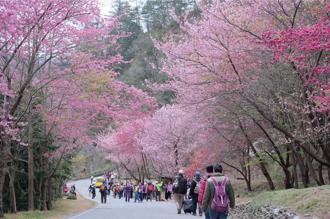 雄狮推出台、日、韩赏樱必游路线 独家列车赏高山樱