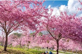 樱花季将至 雄狮旅游公布台日韩赏花攻略