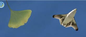 新型隱形戰機曝光？共軍MV驚現「銀杏葉」和「飛鳥」