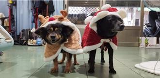 「來玩來瘋」慶生！龍岡國小師生共慶校犬14歲生日