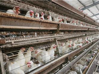 嘉縣產量超標 4大類畜牧場暫停受理新申請案1年