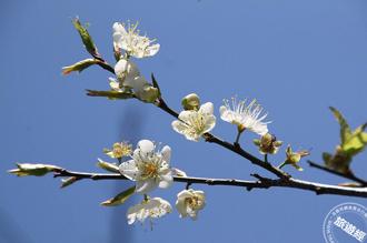 梅嶺風景區賞花趣 步道賞梅、美食饗宴、溫泉放鬆身心