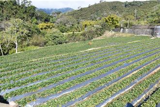 苗縣大湖草莓田恐變河川區 逾6百戶莓農生計受影響