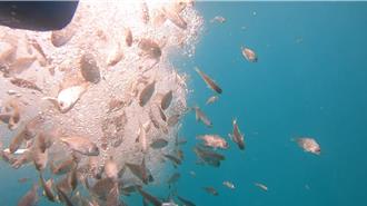 澎湖種苗放流對復育有成效 最高3成漁獲來自放流魚苗