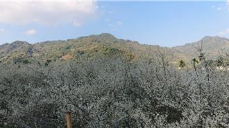 台中新社梅花、李花接連盛開 賞花散策體驗山城風光