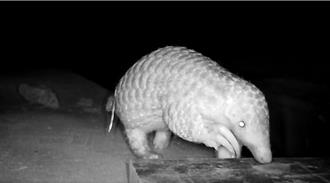 空拍机穿梭生态廊道 新北拍纪录片揭露动物视角防路杀