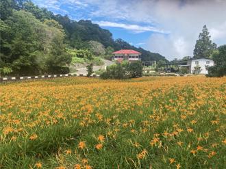 算出乾金針碳足跡 全國首件碳標籤加工蔬菜將誕生