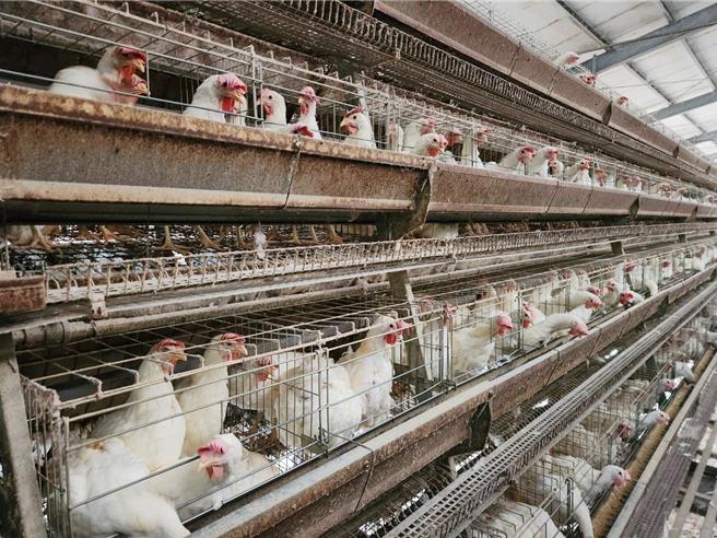 嘉義縣政府公告，2025年全年暫停受理蛋雞、肉鴨、蛋鴨及乳牛畜牧場容許登記，以進行產銷節。（嘉義縣農業處提供／呂妍庭嘉義傳真）