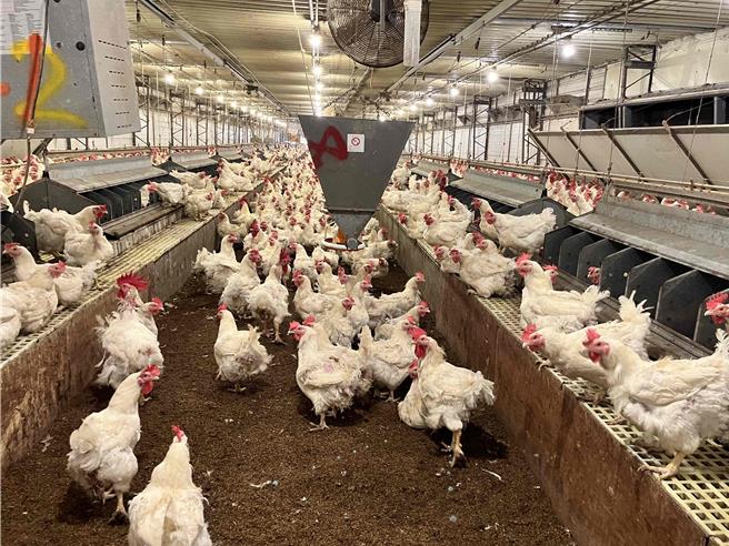 以蛋雞場為例，嘉義縣在養頭數已超過農業部給的雞蛋產量標準。（嘉義縣農業處提供／呂妍庭嘉義傳真）
