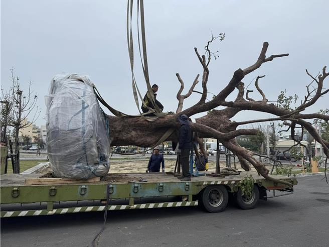 麦寮乡公所为庆祝人口突破5万人，将种下「5万幸运之树」。（翻摄自许忠富脸书）