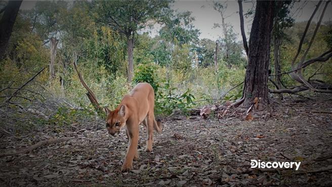 美洲豹等虎视眈眈的大型肉食动物频频在荒野中出现，艾德的求生挑战困难重重。（图／ Discovery提供）