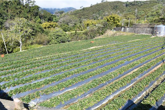 苗栗县大湖乡南湖溪流域遭二河分署画定为河川区，影响数百莓农生计。（谢明俊摄）