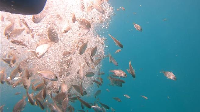 澎湖县政府农渔局种苗繁殖场近年致力于澎湖海域放流鱼苗，经海大渔业资源復育团队利用基因标识技术办理放流绩效评估，证实有正面作用。（澎湖县政府农渔局提供／许逸民澎湖传真）