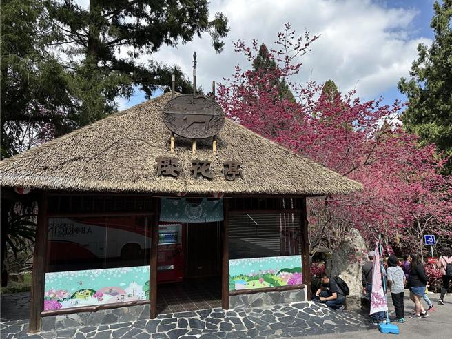 图说：台湾最大赏樱盛会-「九族樱花祭」预计2025年2月3日至3月9日登场。图／刘朱松