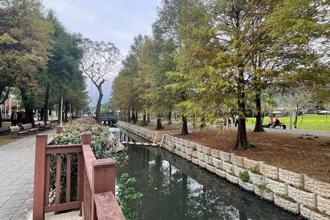 士林官邸落羽松披金紅 擁抱冬日秘境美景