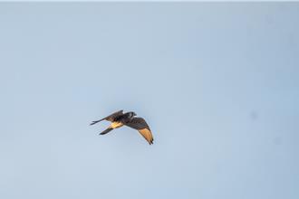 墾丁鳥類調查出爐 鳥種數近年來次高 龍鑾潭紀錄93種類