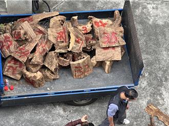 山老鼠偷載450公斤牛樟木 龜速行駛太可疑遭活逮