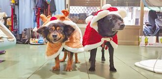 桃園 龍岡國小 為校犬辦14歲生日趴