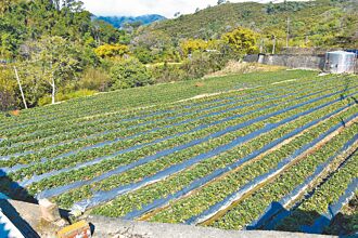 苗縣 農業區改畫河川區 大湖莓農恐慌