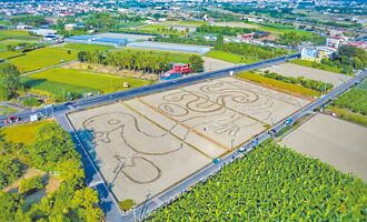 美浓金蛇图腾花田 19日开园