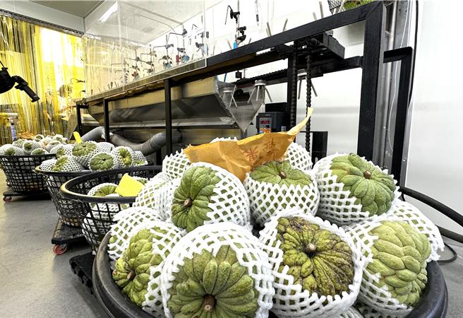 台东凤梨释迦。（蔡旻妤摄）