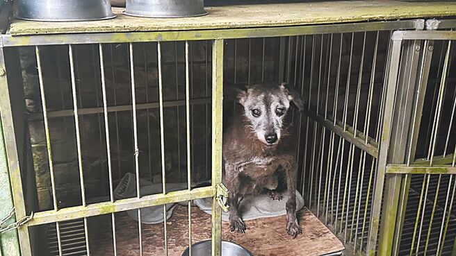 坐落于新北市新店区双峰路的「协力园流浪狗中途之家」，由年近8旬的善心人士杨香及6、7位高龄长者志工一同维持营运。狗园採「一狗一笼」的方式，保护犬只不相互攻击，且照顾良好，即便是高龄犬只也不会染上疾病。（贺培晏摄）