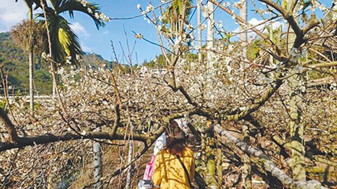 台中市新社区福兴里的梅花近来盛开。（台中市府提供／林欣仪台中传真）