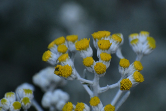 「小寒」開運、禁忌一次看 4生肖小心2疾病上身