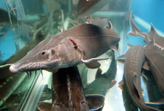 買鱘龍魚一刀劃開「魚卵炸出」萬人羨慕喊：實現魚子醬自由