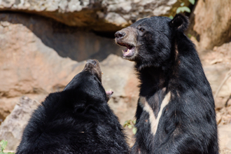 影》山神捎来的祝福！两只小黑熊出没苗栗观雾溪谷