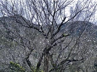 台南梅嶺樹梢掛滿花苞 花海盛況預計1／10登場