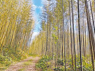 桃園 枯倒竹林更新 護林相增碳匯